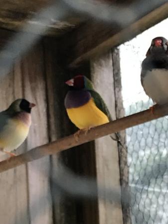 Image 4 of for sale Gouldian finches