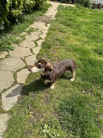 Image 17 of One year old miniature dachshund boy