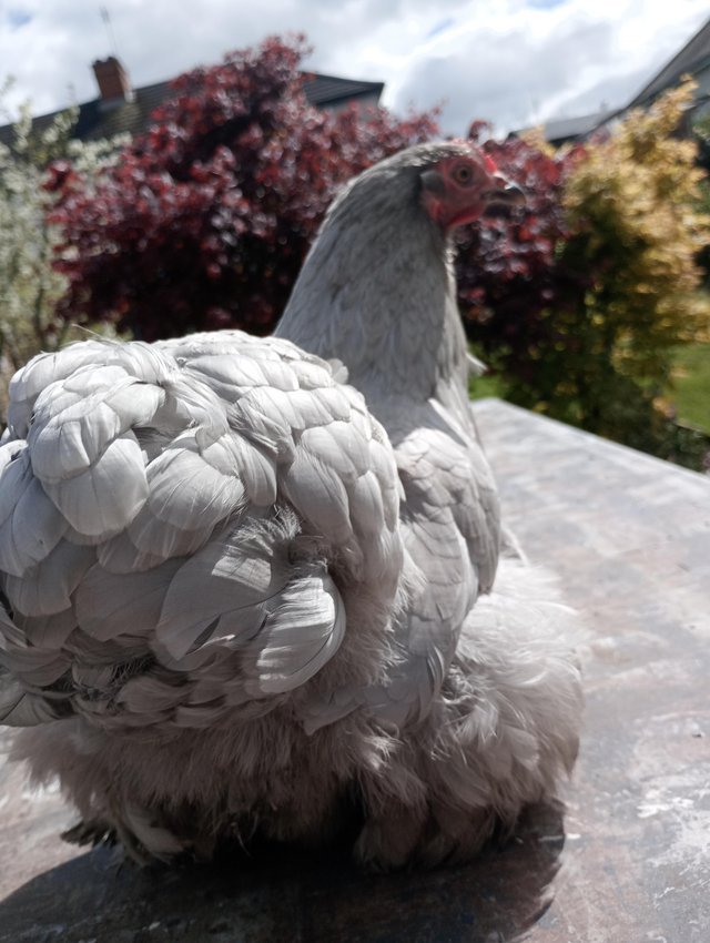 Preview of the first image of Lavender pekin chicken ..