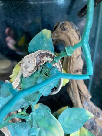 Image 4 of Baby lily white crested geckos £130 Each