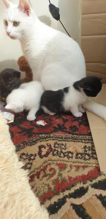 Image 2 of 2 stunning kittens available now one ginger one white