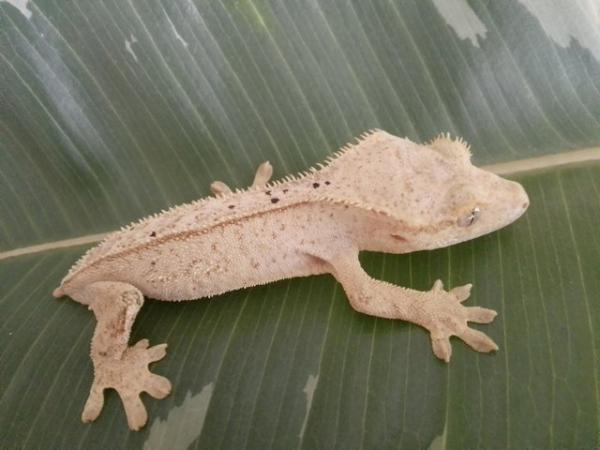 Image 3 of Light-Coloured Crested Gecko.