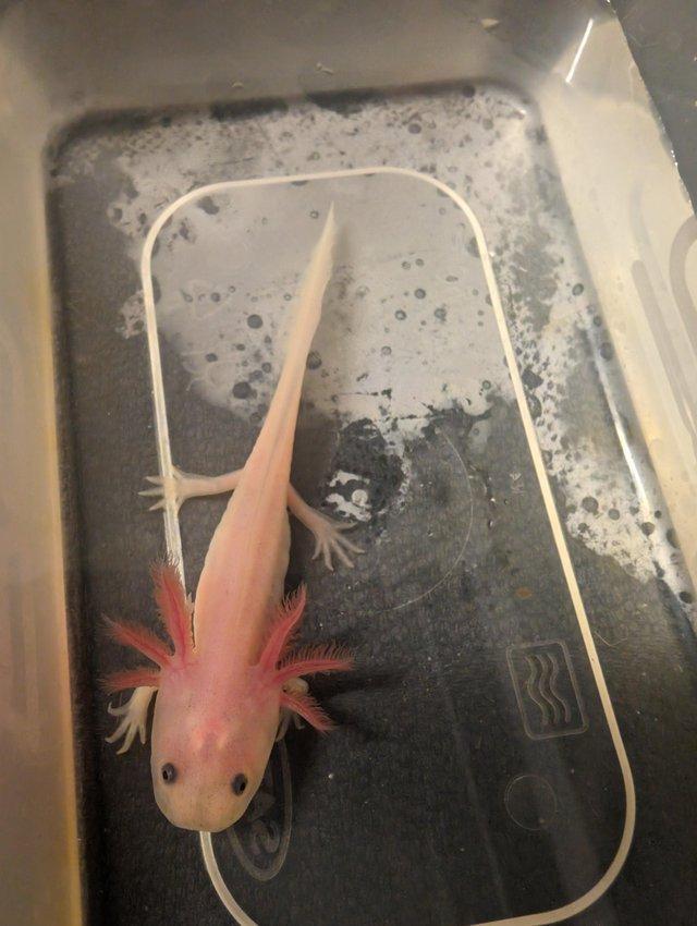 Preview of the first image of AXOLOTLS juveniles black eyed lucistic last few remaining.