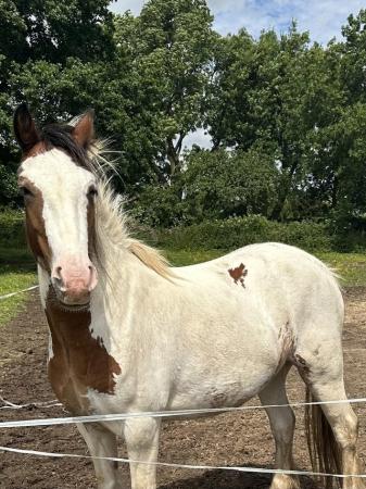 Image 1 of Rosie - 13’2hh cob mare looking for her forever home