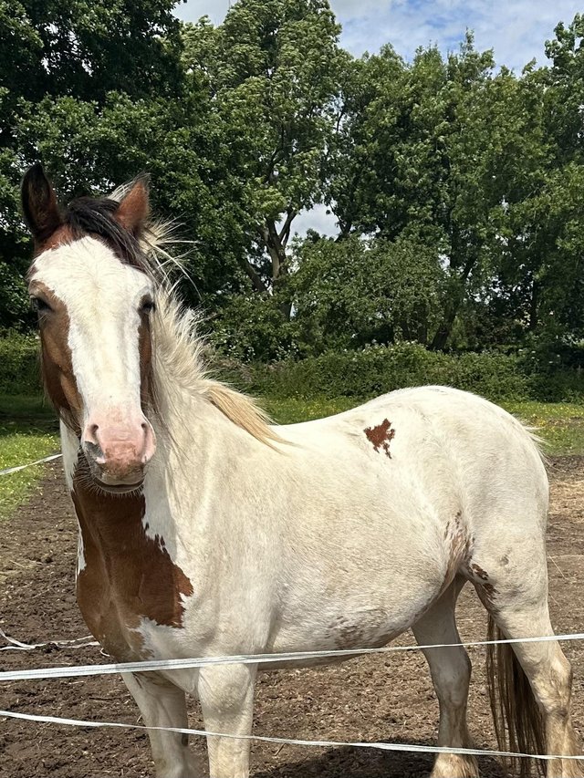 Preview of the first image of Rosie - 13’2hh cob mare looking for her forever home.