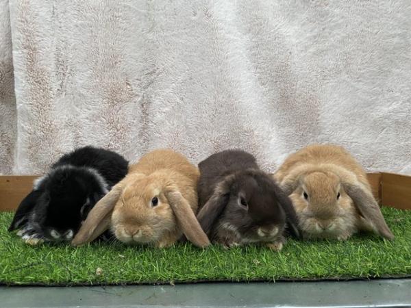 Image 12 of Friendly Pure Bred Baby Mini Lop Rabbits