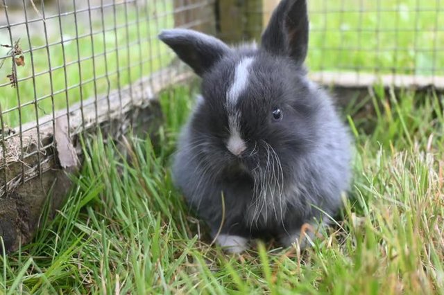 Image 3 of Beautiful Pure Bred Mini Lop Baby Rabbits