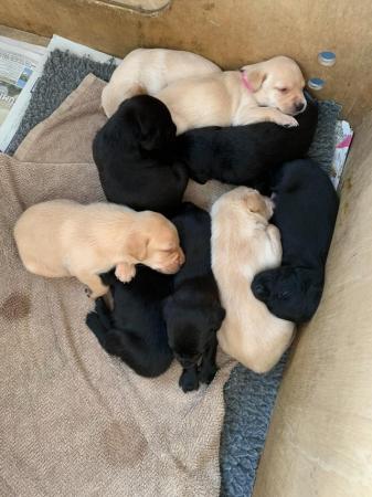 Image 4 of LABRADOR KC REGISTERED PUPPIES