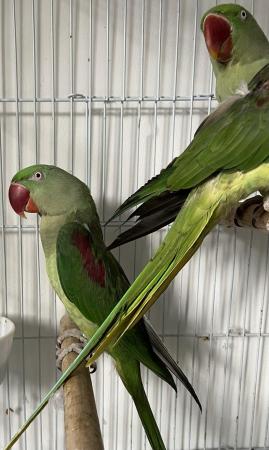 Image 4 of Beautiful Big Tame & Breeding Alexandrine Talking Parrots