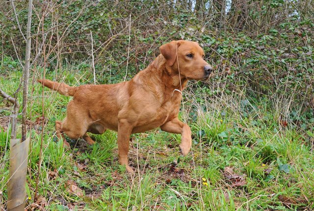 Image 5 of KC REG FOX RED LABS FROM HEALTH TESTED PARENTS