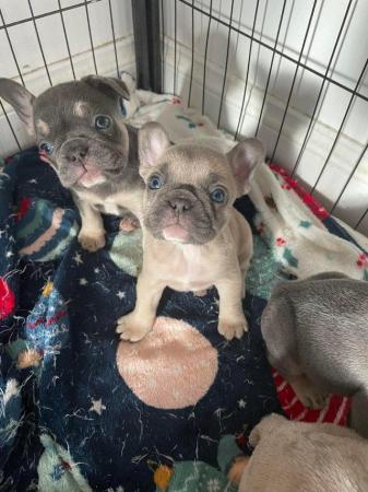 Image 8 of Frenchbulldog pups ready to leave 13th feb