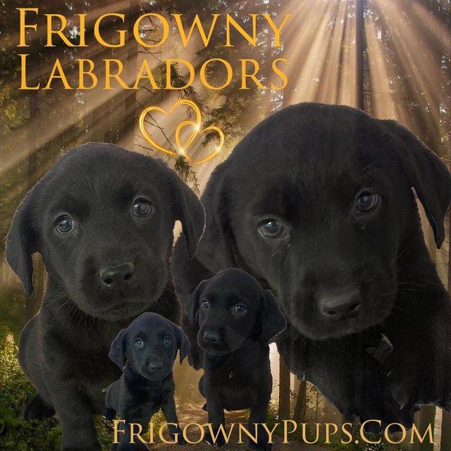 Preview of the first image of Top Quality KC Reg Black Labradors.