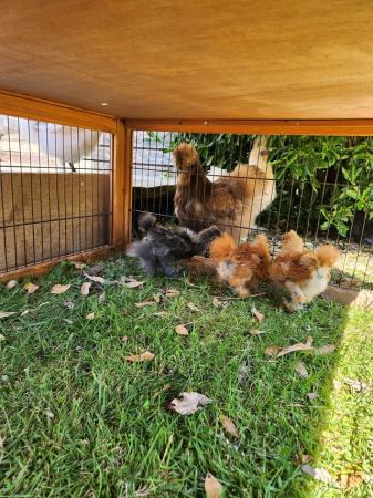 Image 2 of 4 week old silkies and newly hatched silkie chicks.