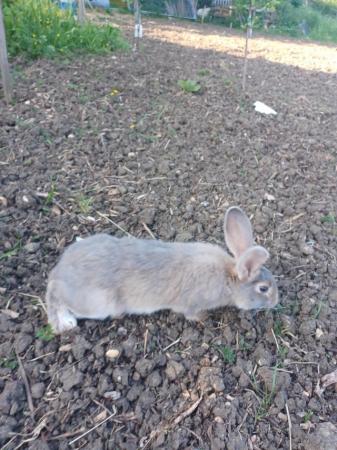 Image 4 of Continental giant rabbits cross French lop