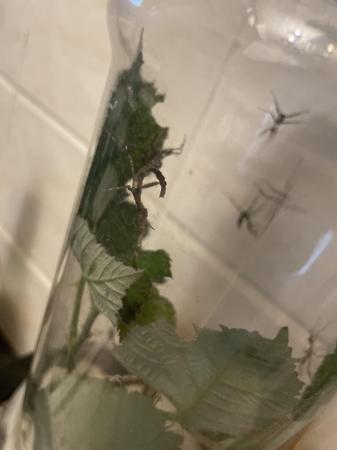 Image 2 of Spiny stick insect nymphs for sale