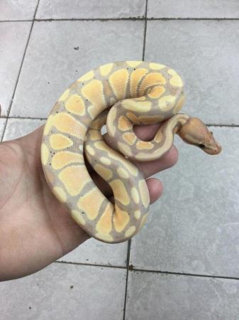 Image 5 of Royal python- Banana Male £150 Each