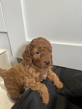 Image 19 of Top cockerpoo puppies girls and boys available
