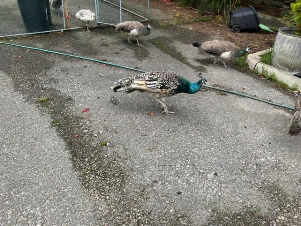 Image 4 of Young Peacocks for sale Indian blue and pied