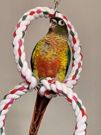 Image 8 of Two green cheek conures