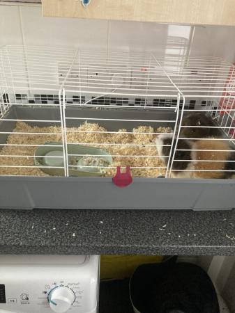 Image 3 of 2 male Guinea pigs with cage and water/food bowl