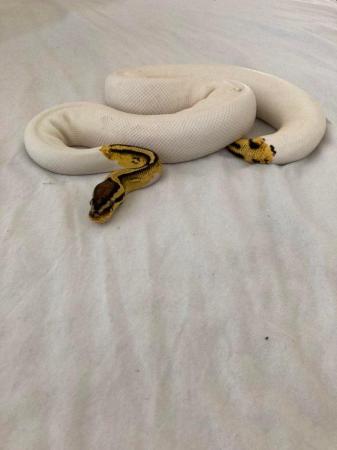Image 2 of Pastel yellowbelly female pied