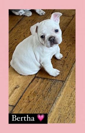 Image 6 of Gorgeous French bulldogs
