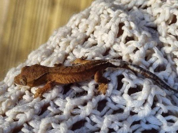 Image 25 of Beautiful Crested Geckos!!! (ONLY 2 LEFT)