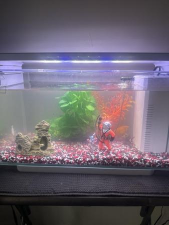 Image 2 of 4 goldfish and tank and all accessories