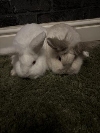 Image 4 of 2 rabbits for sale £40 home Mother and daughter
