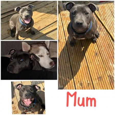 Image 9 of KC REG BLUE STAFFORDSHIRE BULL TERRIER PUPPIES