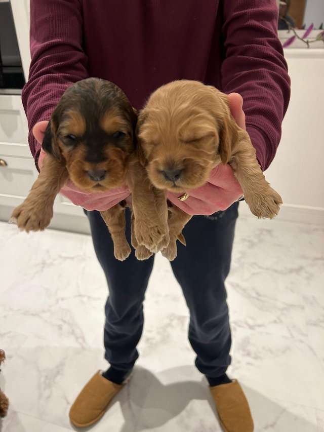 Preview of the first image of 7 adorable Cockapoo puppies for sale.