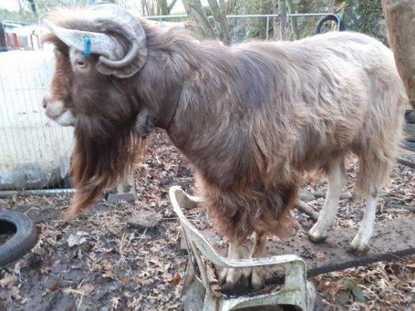 Image 1 of Stunning British Toggenburg Proven Billy Goat Good Natured