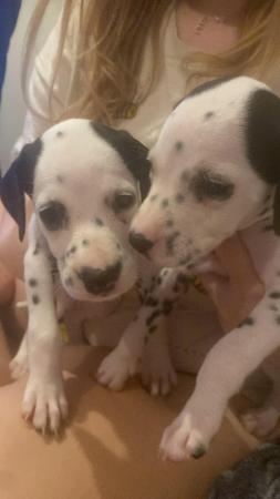 Image 4 of Dalmatian puppies ready to leave next week