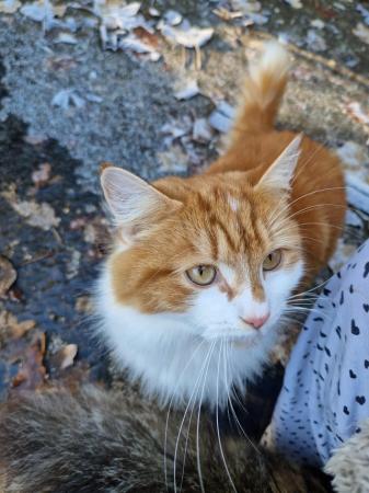 Image 2 of Gorgeous ginger male maine coon cat ready to go