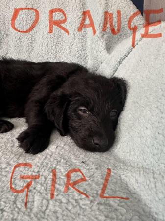 Image 6 of Labradoodle F1B puppies REDUCED 3 LEFT