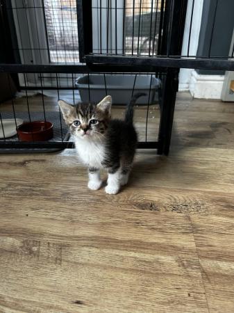Image 5 of 6 week old kittens for sale