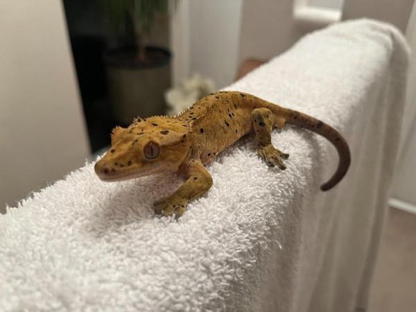 Image 5 of Dalmatian crested gecko (male)