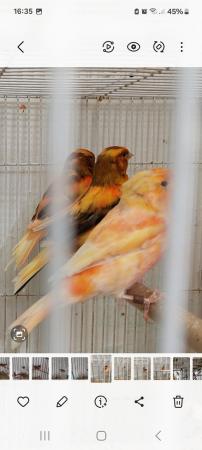 Image 4 of Foreign finches and a 22/23/24