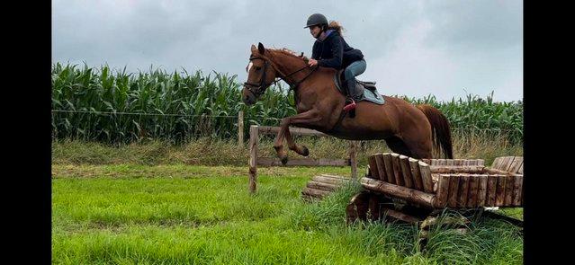 Image 3 of Stunning 6yr old 15,2hh Chestnut Mare