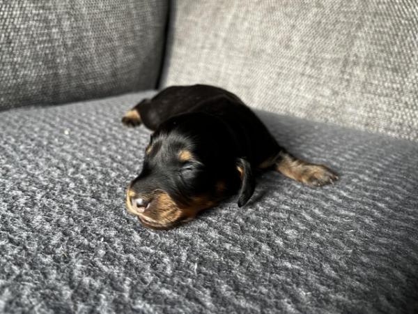 Image 6 of Long Haired Miniature Dachshunds