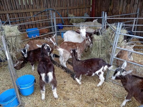 Image 1 of Goat kids both wethers and nanny's available