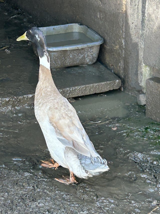 Preview of the first image of 2 male runner ducks for new home.