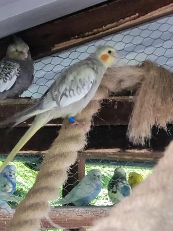 Image 4 of Young Cockatiels for Sale