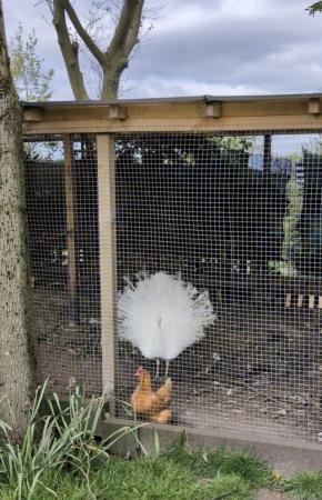 Image 2 of White peacock, hatched 2023