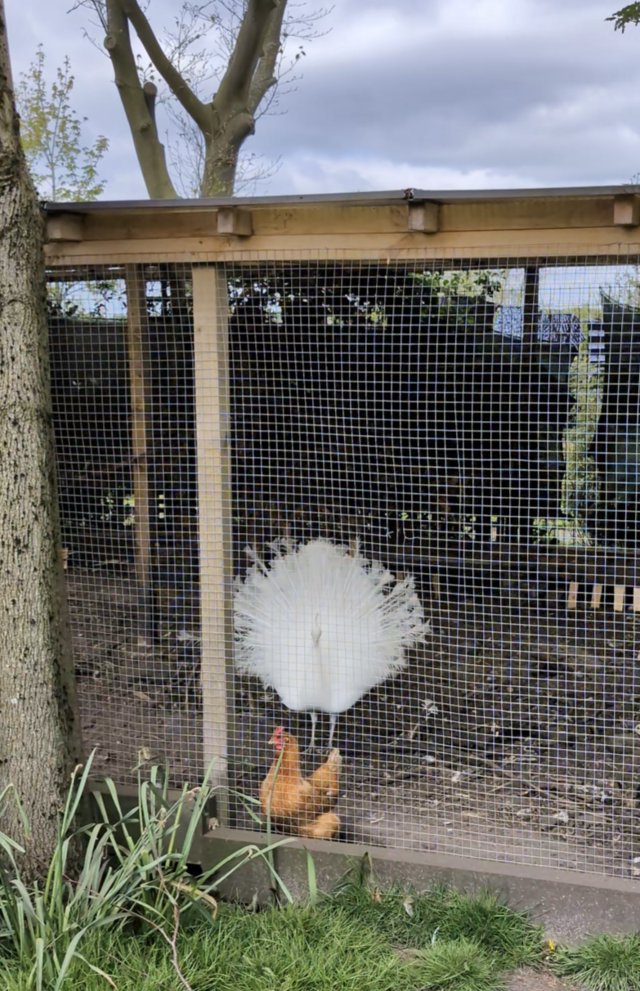 Preview of the first image of White peacock, hatched 2023.