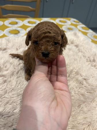 Image 7 of Unique teacup Asian and toy poodle puppy