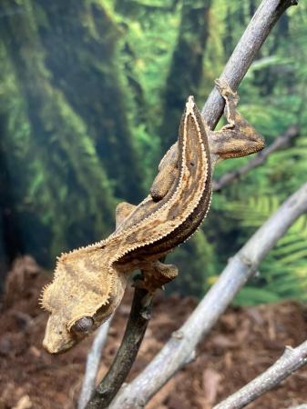 Image 6 of *ON HOLD*  Unsexed juvenile quad stripe crested gecko