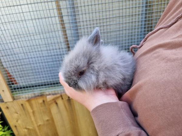 Image 2 of Lion head rabbits for sale