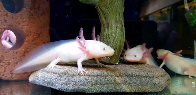 Image 3 of Axolotls, different types and colours available
