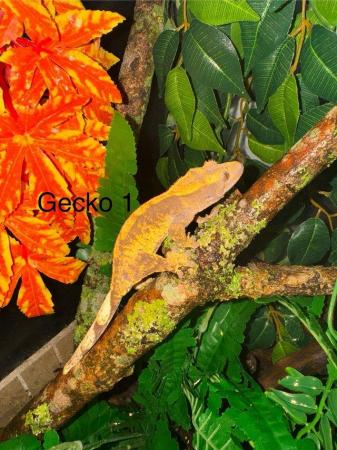 Image 4 of Crested Geckos for sale collection from Chingford.